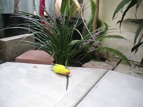 Un inséparable coupe des feuilles pour son nid