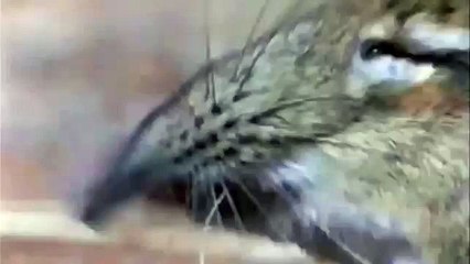 Take a closer look at that snout!