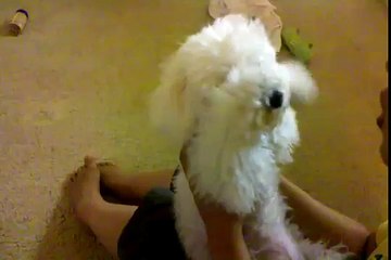 bichon frise swimming