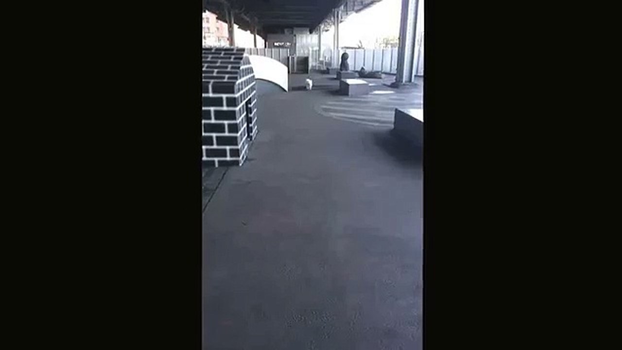 Caesar the Bichon Frise plays fetch!