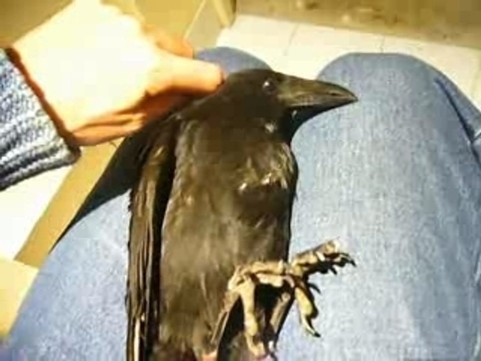 Georges état des ailes