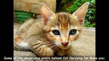 Does Cat Spraying No More Work | Be Surprised | Does Cat Spraying No More Really Work