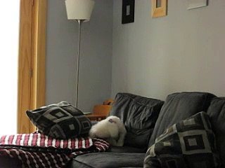 Bijou the "blues" singing Bichon Frise.