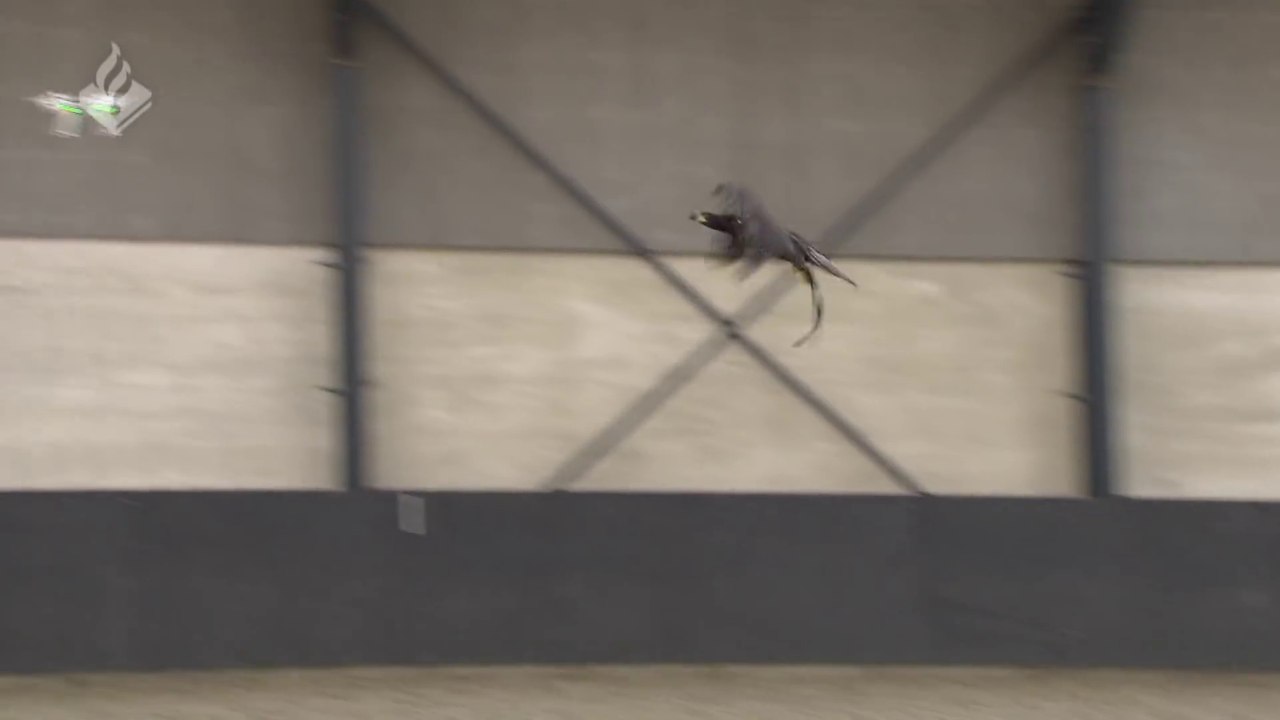 Aquile contro droni in Olanda a protezione dei cittadini