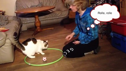 Clickertraining mit Katze Candy 2015 Teil 3