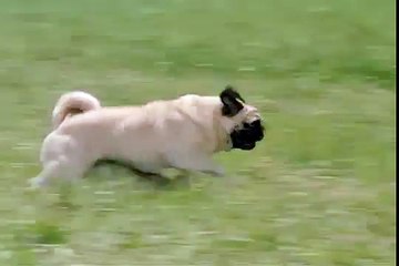 Otis runs over Francis!