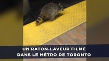 Un raton-laveur filmé dans le métro de Toronto