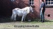 Clickertraining voor Paarden: Betekenis geven aan het geluid vd clicker