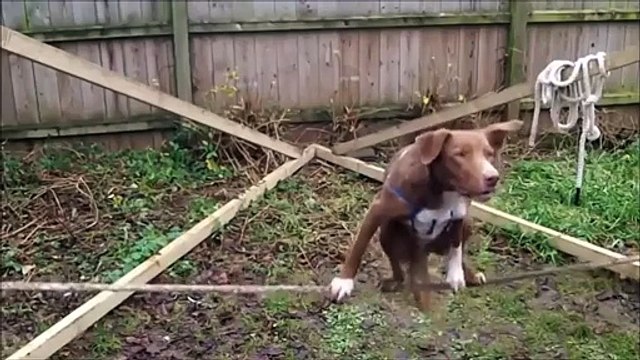 Смотреть всем! Собака делает невозможное! Циркачка! See all! The dog makes the impossible! Tsirkachka!