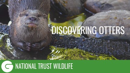 National Trust Wildlife: Discovering Otters
