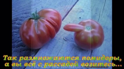 ИЗ ЖИЗНИ ЕДЫ