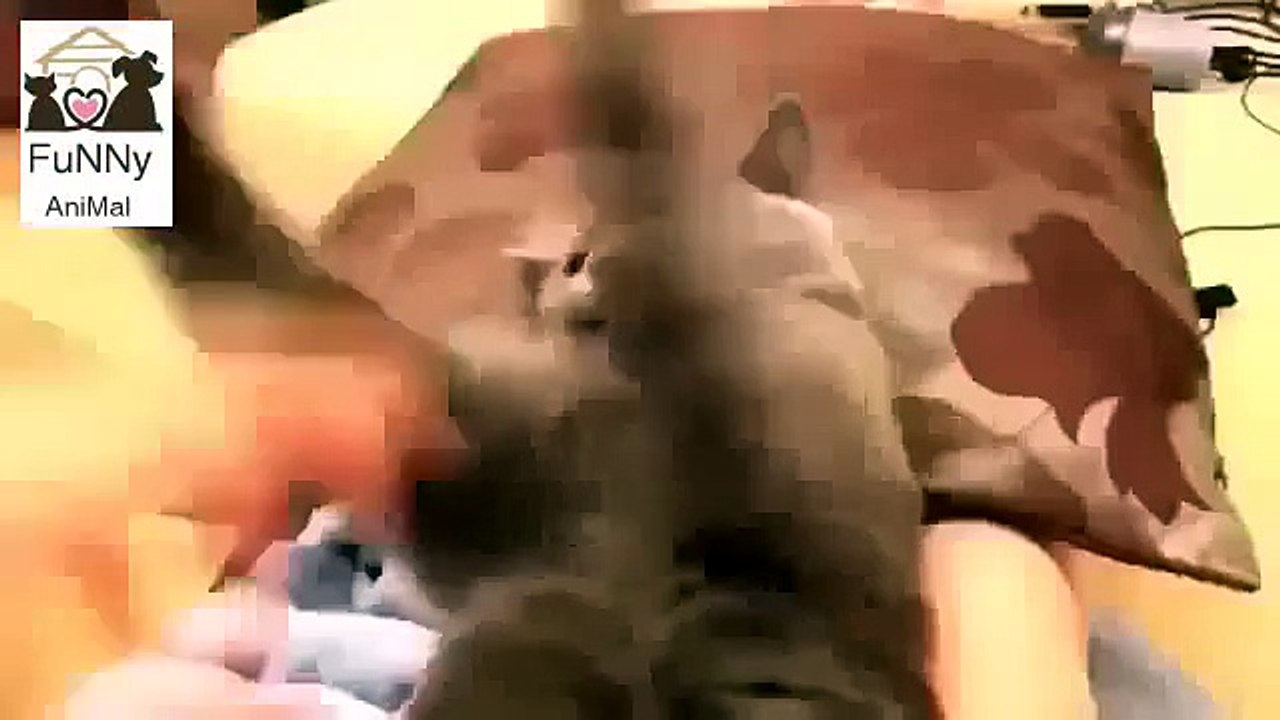 Very Angry Cat Funny Animal Videos 15 08 2013 mp4 - Video bixbuzz