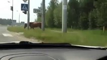 Russian Drivers - Pedestrian Horse Follows the Rules