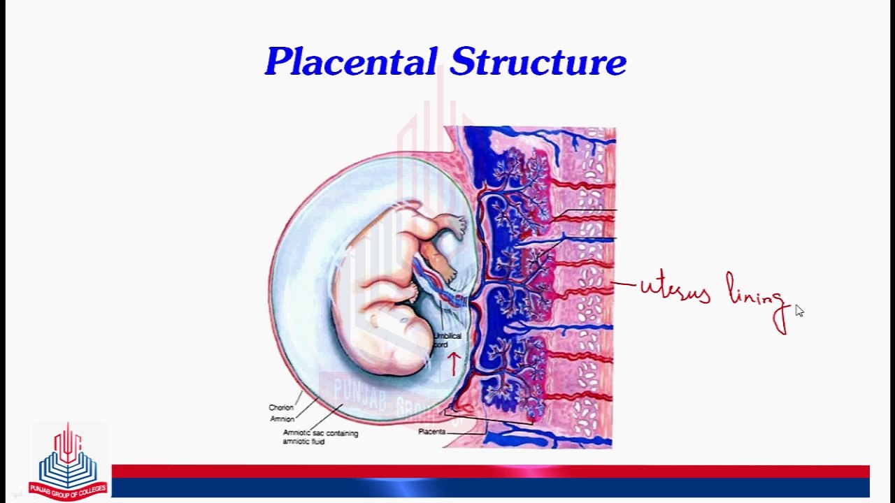 Birth & Placental Structure