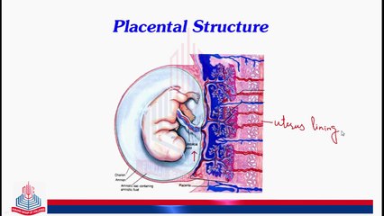 Birth & Placental Structure