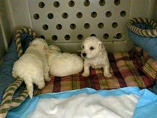 3 wk old Bichon Frise puppies finding voice