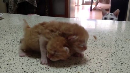 Papaz Kedi Vaftiz Töreninde hahahahah