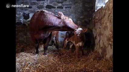 Baby cow, six hours old, washed by its mum