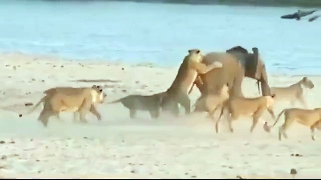 Никогда не сдавайся! Слонёнок против стаи львов