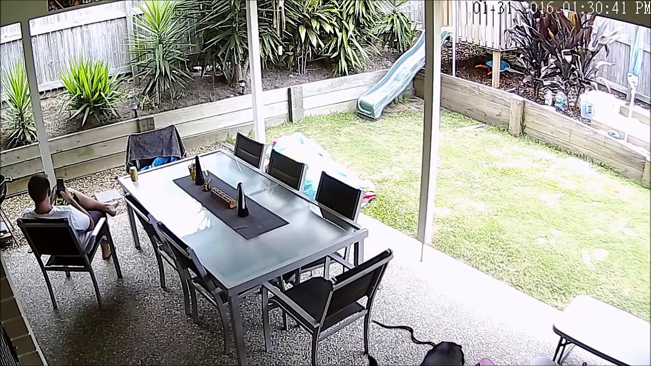 Un chien sauve son maitre du serpent le plus venimeux du monde - Brown snake