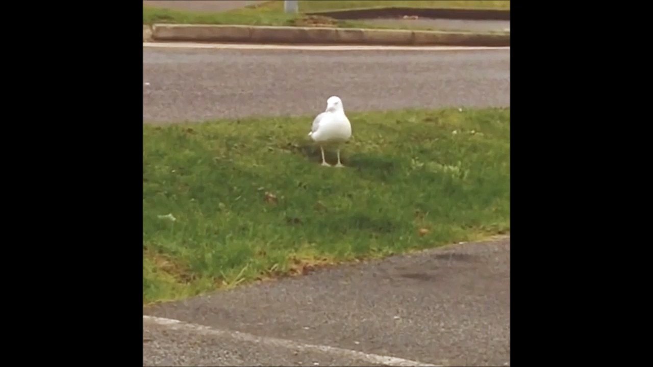 Une mouette danse sur Maniac... She's a maniac