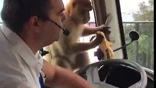 Monkey Steals Bus Driver's Lunch