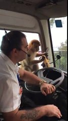 Monkey Steals Bus Driver's Lunch