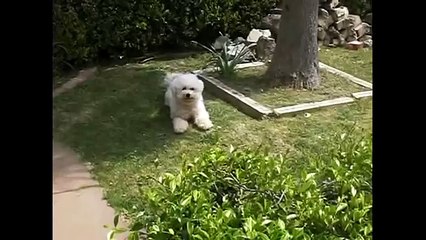 Adorable Bichon Frise