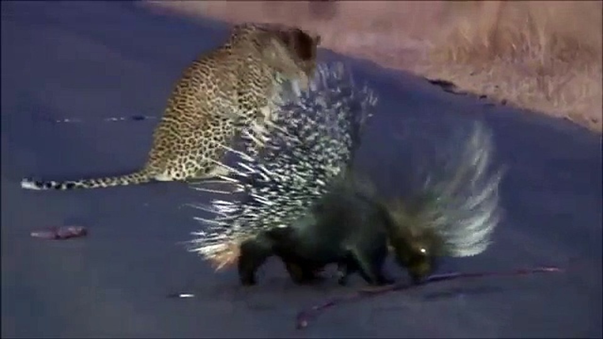 Tiger battles with porcupine in safari park