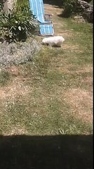 Poppy the bichon frise in France 2015