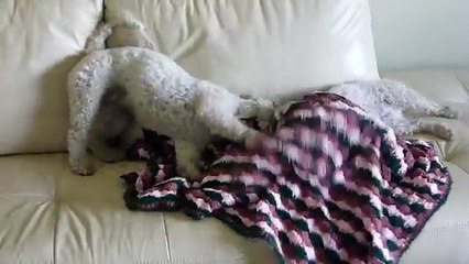 Bichon Frise Dog doing a Pre Bath Freak Out?