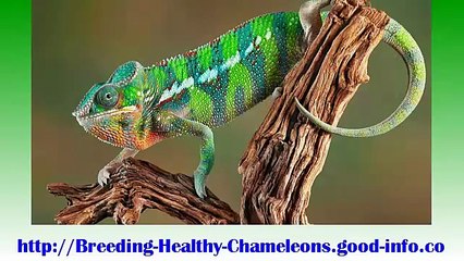 Baby Panther Chameleon, Adult Veiled Chameleon, Chameleon Care Guide, Veiled Chameleon Food