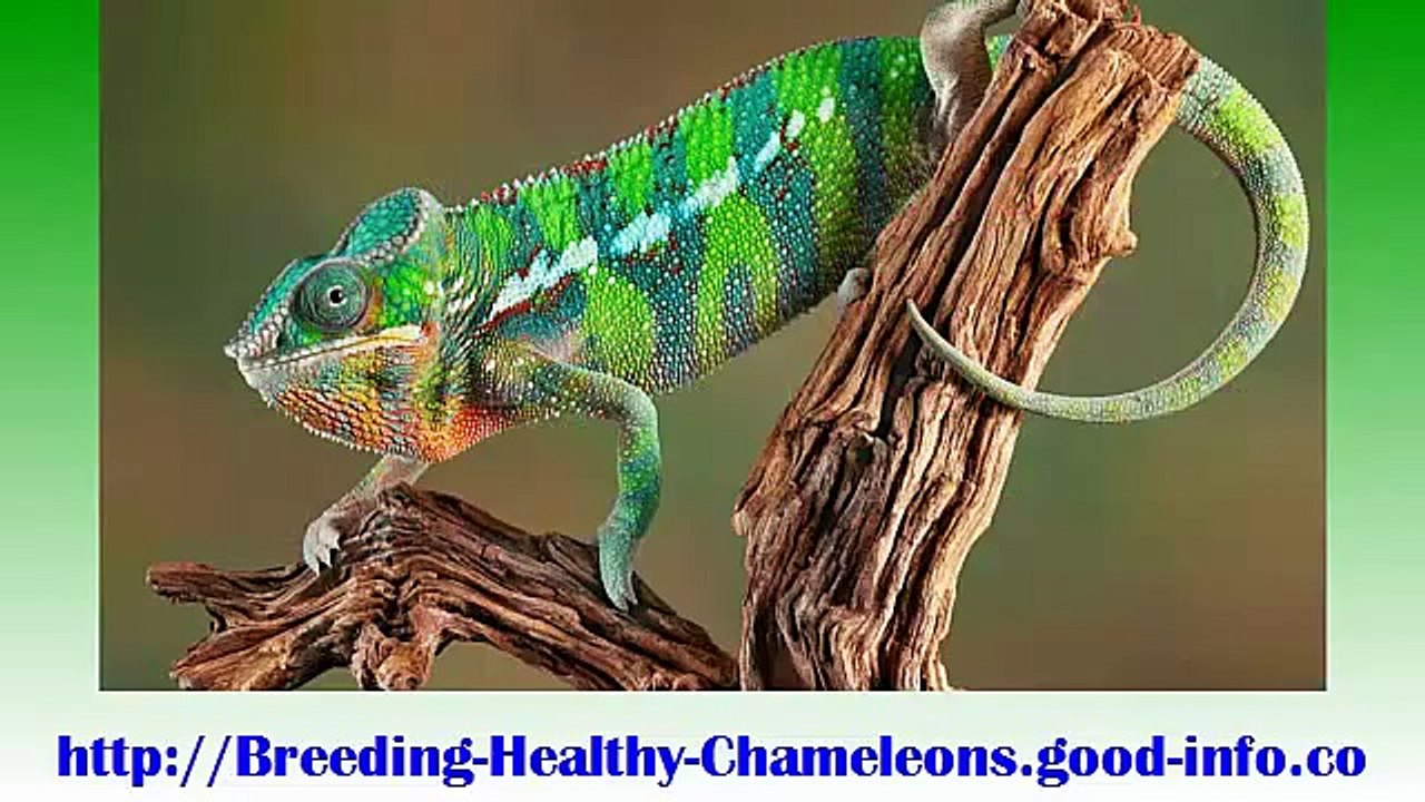Baby Panther Chameleon, Adult Veiled Chameleon, Chameleon Care Guide, Veiled Chameleon Food