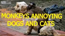 Monkeys annoying cats and dogs
