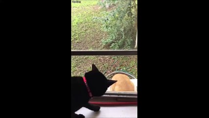 Ce chat a du mal à se faire des copains