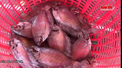 Vương quốc khô “cá sặc bổi” nhộn nhịp cung ứng tết