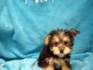 MALE YORKICHON  YORKSHIRE TERRIER X BICHON FRISE