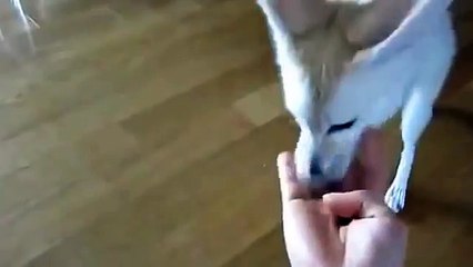 Всё откопаю  короткие лучшие видео и смешные приколы  с животными