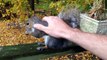 Écureuils, porc-épic et autres rongeurs hilarants... Compilation d'animaux marrants