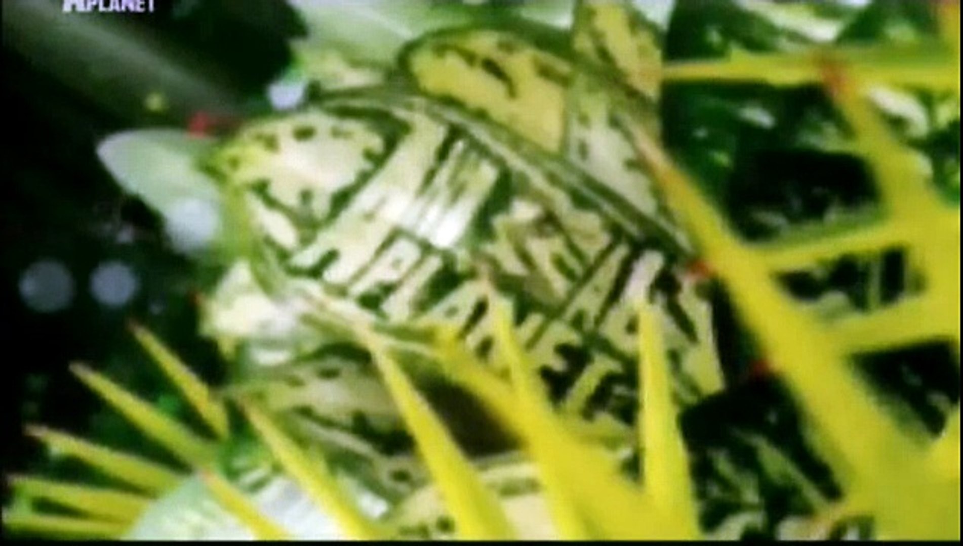 ⁣Animal Planet - Доминик Монаган и дикие существа