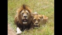 Lion Mating - Animals Mating - Animal Planet 2015