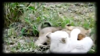 Animaux Sauvages Documentaire 2016: Les Lions Blancs De La Famille Royale - 2016