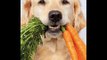 Dog Food Secrets Review + Dog Food Secrets 4th Edition + Home Made Dog Food Recipes