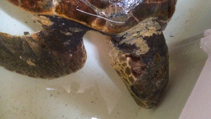 La tortue échouée recueillie par l'aquarium