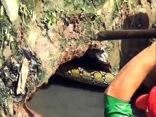 Awesome Python Programs  Actual scene of catching the Python snake in Marikina (Philippines) ORIGINAL