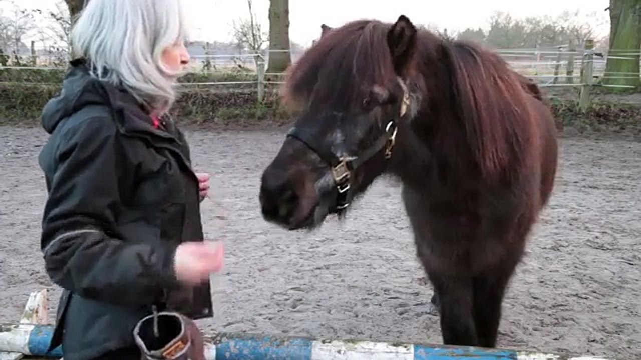 Clickertraining mit Pferden - die Anfänge
