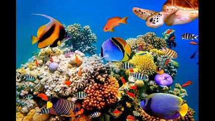 Жизнь под водой
