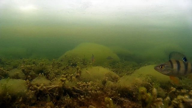 МИР ПОД ВОДОЙ - Окунь АТАКУЕТ GoPro