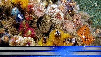 10 Creepy Sea Creatures You Didnt Know Existed
