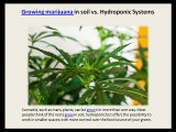 Growing marijuana in soil vs. Hydroponic Systems